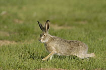 White-tailed Jack Rabbit (Lepus townsendii) running, Wyoming