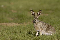 White-tailed Jack Rabbit (Lepus townsendii) listening for danger, Wyoming