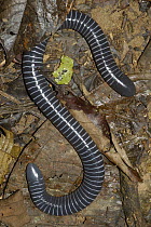 Ringed Caecilian (Siphonops annulatus) on forest floor, Amazon Rainforest, Ecuador