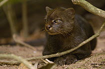 Jaguarundi (Puma yagouaroundi), Amazon Rainforest, Ecuador
