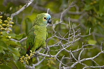 Blue-fronted Parrot (Amazona aestiva), Serra da Bodoquena, Brazil