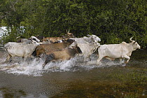 Domestic Cattle (Bos taurus) group round up to be used for pulling the ox carts during the floods, Brazil