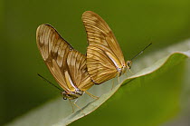 Julia Butterfly (Dryas iulia) pair mating, Mindo Butterfly Farm, Cloud Forest, Ecuador