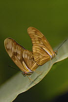 Julia Butterfly (Dryas iulia) pair mating, Mindo Butterfly Farm, Cloud Forest, Ecuador