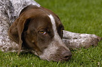 Pointer (Canis familiaris), England