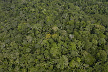 Rainforest canopy, Yasuni National Park, Amazon Rainforest, Ecuador