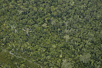 Rainforest canopy, Yasuni National Park, Amazon Rainforest, Ecuador