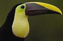 Chestnut-mandibled Toucan (Ramphastos swainsonii), Choco Forest, Ecuador