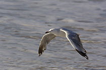 Silver Gull (Larus novaehollandiae) flying, North Stradbroke Island, Australia