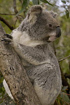 Koala (Phascolarctos cinereus), Lone Pine Koala Sanctuary, Brisbane, Australia