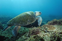 Loggerhead Sea Turtle (Caretta caretta) swimming near ocean bottom, North Stradbroke Island, Australia