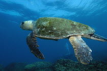 Loggerhead Sea Turtle (Caretta caretta) swimming, North Stradbroke Island, Australia