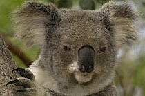 Koala (Phascolarctos cinereus) portrait, Lone Pine Koala Sanctuary, Brisbane, Australia