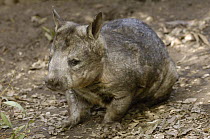 Southern Hairy-nosed Wombat (Lasiorhinus latifrons), Australia