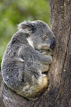 Koala (Phascolarctos cinereus) sleeping, Lone Pine Koala Sanctuary, Brisbane, Australia