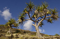 Hala (Pandanus tectorius) tree, North Stradbroke Island, Australia