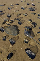 By-the-wind Sailor (Velella velella) group and other animals washed up on beach, North Stradbroke Island, Australia