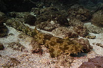 Spotted Wobbegong (Orectolobus maculatus) camouflaged on ocean bottom, North Stradbroke Island, Australia