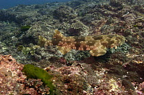 Spotted Wobbegong (Orectolobus maculatus) swimming near ocean bottom, North Stradbroke Island, Australia