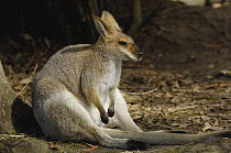 Whiptail Wallaby (Macropus parryi) resting, Australia