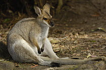Whiptail Wallaby (Macropus parryi) resting, Australia