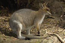 Whiptail Wallaby (Macropus parryi), Australia