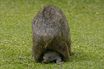 Common Wombat (Vombatus ursinus) with baby in pouch, Australia