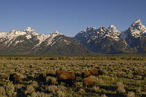 American Bison (Bison bison) herd in front of the Teton Range, Grand Teton National Park, Wyoming