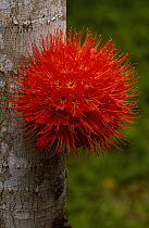 Panama Flame Tree (Brownea macrophylla) flower, Amazon Rainforest, Ecuador