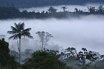 Cloud forest vegetation in mist, western slope of the Andes Mountains, San Isidro Cloud Forest, Ecuador