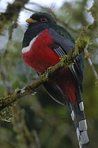 Masked Trogon (Trogon personatus) male, western slope of the Andes Mountains, Ecuador