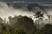 Cloud forest vegetation in mist, western slope of the Andes Mountains, San Isidro Cloud Forest, Ecuador