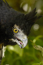 Black-and-chestnut Eagle (Spizaetus isidori) portrait, Andes Mountains, Ecuador