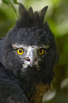 Black-and-chestnut Eagle (Spizaetus isidori), Andes Mountains, Ecuador