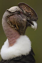 Andean Condor (Vultur gryphus) portrait, Andes Mountains, Ecuador