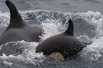 Orca (Orcinus orca) mother and calf diving, Galapagos Islands, Ecuador