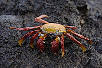Sally Lightfoot Crab (Grapsus grapsus) on volcanic rock, Santiago Island, Galapagos Islands, Ecuador