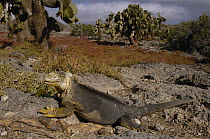 Galapagos Land Iguana (Conolophus subcristatus) near Opuntia (Opuntia echios) cacti on South Plaza Island, Galapagos Islands, Ecuador