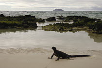 Marine Iguana (Amblyrhynchus cristatus) on Bachas Beach, north Santa Cruz Island, Galapagos Islands, Ecuador