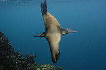 Galapagos Sea Lion (Zalophus wollebaeki) swimming underwater, Hood Island, Galapagos Islands, Ecuador