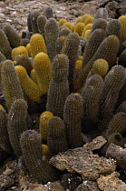 Lava Cactus (Brachycereus nesioticus) growing on the lava of Tower Island, Galapagos Islands, Ecuador