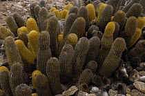 Lava Cactus (Brachycereus nesioticus) growing on the lava of Tower Island, Galapagos Islands, Ecuador