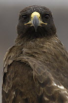 Galapagos Hawk (Buteo galapagoensis), Santa Fe Island, Galapagos, Ecuador