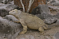 Santa Fe Land Iguana (Conolophus pallidus), Santa Fe Island, Galapagos Islands, Ecuador