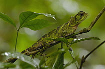 Amazon Wood Lizard (Enyalioides laticeps) in tree, Amazon Rainforest, Ecuador