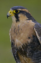 Aplomado Falcon (Falco femoralis) portrait, Ecuador