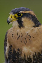 Aplomado Falcon (Falco femoralis) portrait, Ecuador