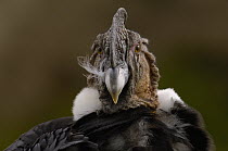 Andean Condor (Vultur gryphus) portrait, Andes Mountains, Ecuador