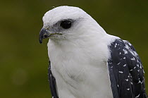 White Hawk (Leucopternis albicollis) portrait, Ecuador