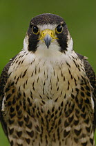 Peregrine Falcon (Falco peregrinus) portrait, Ecuador
